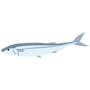 サンマ.png