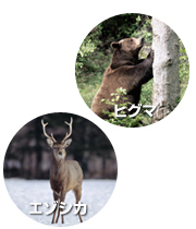 知床の動物