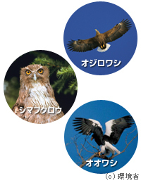 知床の鳥