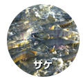 サケ