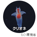 クリオネ