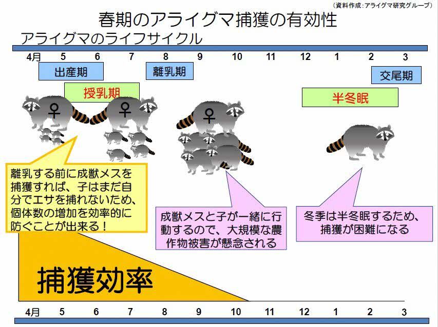 アライグマのライフサイクル