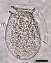 (D.fortii)