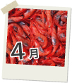 4月
