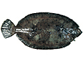 map048.jpg