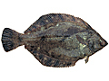 map056.jpg