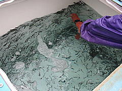 石狩湾漁協