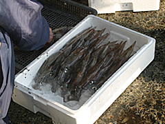 福島吉岡漁協