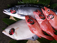 ウトロ漁協