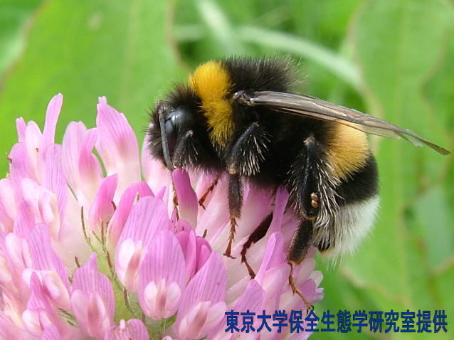 セイヨウオオマルハナバチ（東京大学保全生態学研究室提供）