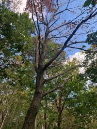 ナラ枯れにより枯れた被害木