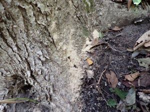 ナラ枯れ被害木の根元にでるフラス