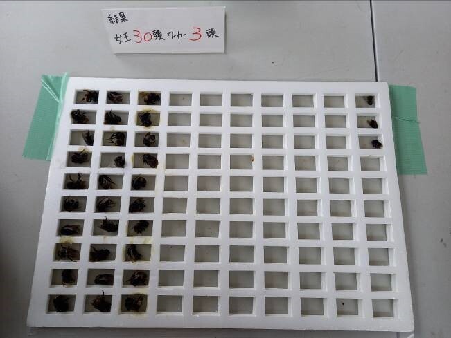 捕獲個体