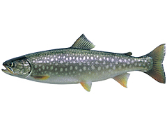 fis017.jpg