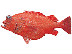 fis030.jpg