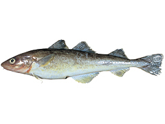 fis025.jpg