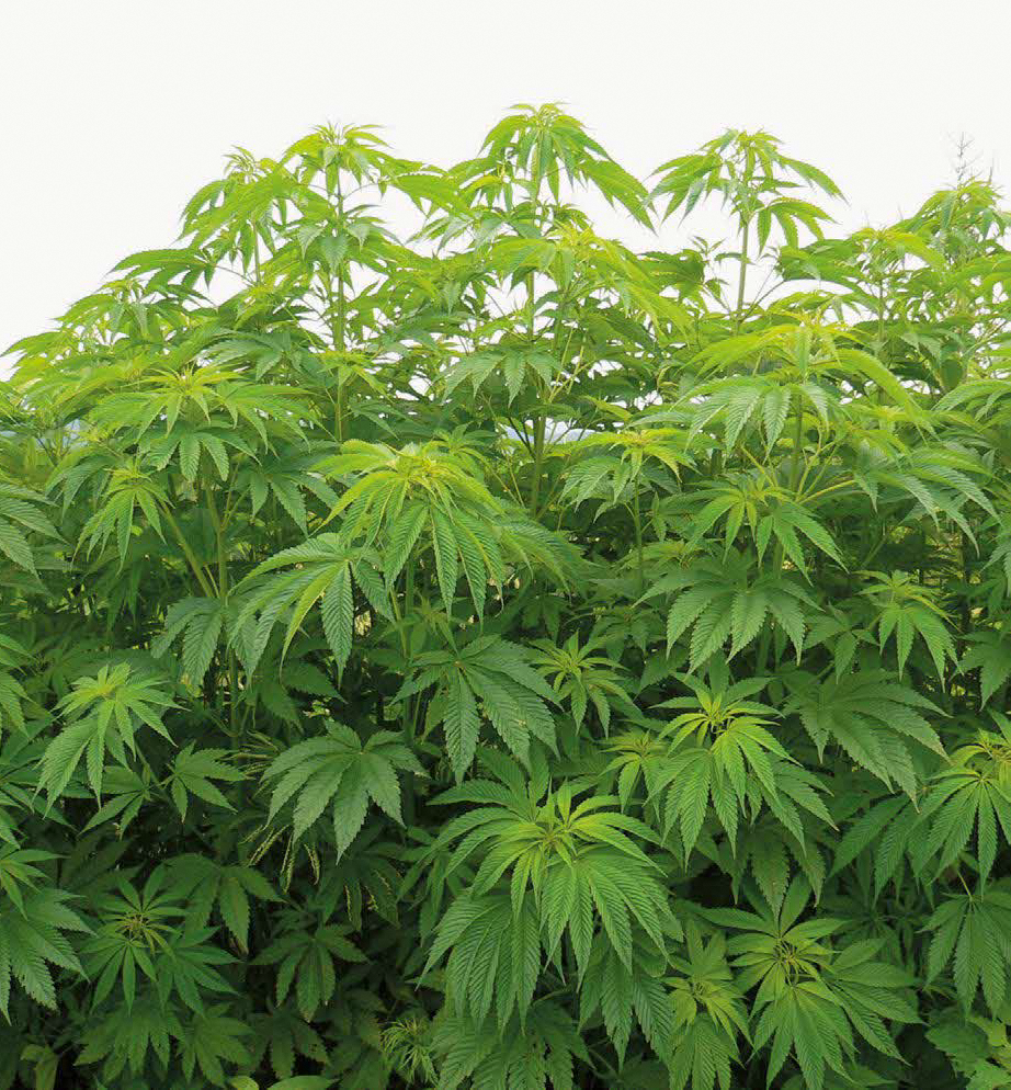 大麻画像1